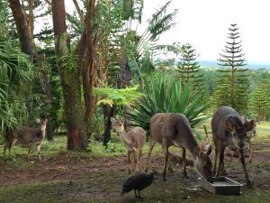 Bois ChériBubble Lodge Bois Chéri Plantation的相册照片