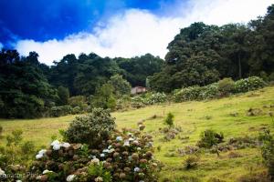 Poasito拉古尼亚斯德尔波阿斯山林小屋的绿地,在山坡上种满鲜花,种有树木