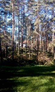 兹拉蒂博尔Apartment 9 Gorska Vila的绿草丛生的一群树木