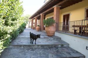 LarcianoAgriturismo Poggetto的一只黑狗站在房子外面