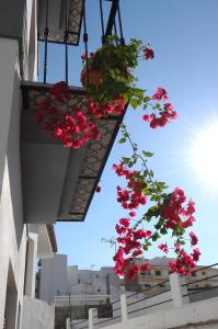 阿尔姆尼卡厄尔特兰克德尔马尔公寓式酒店的挂在阳台上的一束红色花