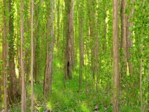 马拉圭Terrazas En El Bosque Cabañas的一片林中满是树木和绿色的草地