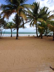 里奥格兰德Beach Front Apartment Rio Mar Puerto Rico的棕榈树海滩和海洋