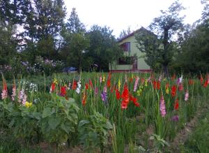 ŞişeştiCasa Roatis的一座房子前面的一块五颜六色的花