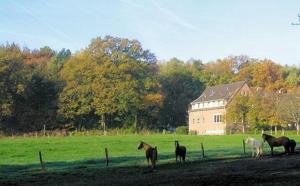 亚琛弗斯特哈斯施塔尔酒店的一群马站在田野上,有房子