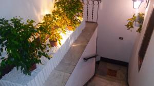 巴勒莫阿尔巴格里奥迪马克达住宿加早餐旅馆的白色墙上的盆栽楼梯