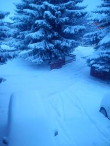 昂塞勒Lamour的雪覆盖的松树在雪覆盖的院子中