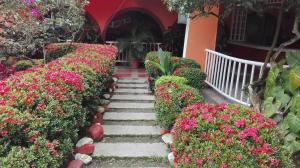 比亚维森西奥Balneario Chorillano的一座花园,花园内种有粉红色的花卉,设有楼梯