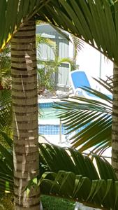 穆卢拉巴Mooloolaba Beach Beachwalk的游泳池前的棕榈树