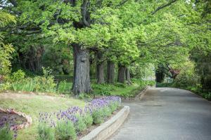 霍巴特格雷厄姆公寓的紫色花草树木公园的小路