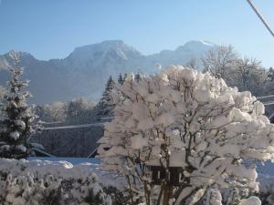 EngedeyHaus Alpenglühn的山底下白雪覆盖的树