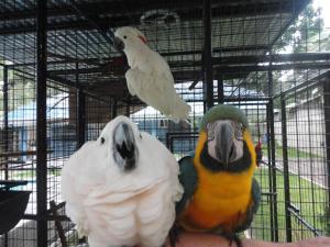 莫阿尔博阿莫阿尔博阿度假村的两个鹦鹉坐在笼子里的人臂上
