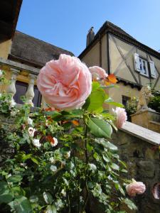 贝尔韦Le Tambourinet的大楼前的粉红色玫瑰