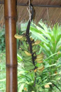 丽贝岛丽贝岛壁虎度假酒店的挂在树上的一束香蕉
