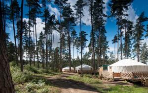 Gaugariai优图斯乡村民宿的树林里的一排帐篷