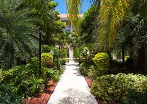 Turtle CoveHotel La Vista Azul的穿过棕榈树花园的步道