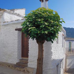 布维翁Casa El Rincón del Ángel的楼前一棵树,有门