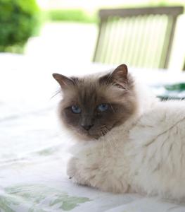 格雷敦Wyett Annex的一只蓝色眼睛坐在桌子上的猫