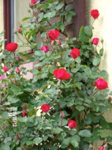 利克维葡萄园住宿加早餐旅馆的窗前红玫瑰丛