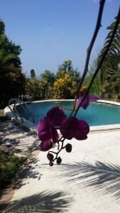 Negara巴厘岛西部别墅 - 乌玛萨里度假村的游泳池旁树枝上的紫色花