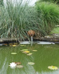 贝尔恩卡斯特尔-库斯Ferienwohnung Belle Vue的鸟儿从养着百合的池塘里喝水