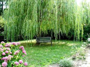 魏茨Hotel Hammer的公园长凳,坐在一棵 ⁇ 的柳树下