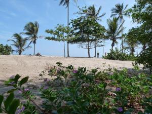 帕洛米诺Casa Carey的棕榈树和紫色花的沙滩