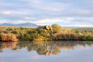 纳姆比提动物保护区Umzolozolo Private Safari Lodge & Spa的站在水体旁边的大象