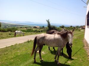 塔里法El Estrecho的三匹马站在路边的草上