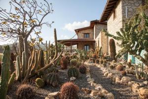 莫斯村Garden Cactus的仙人掌花园,位于房子前