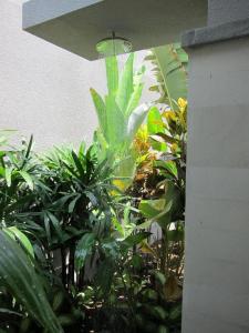 沙努尔10客诸拉别墅酒店的花园里的一束植物,有光