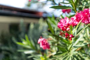 棕榈滩Cas Elizabeth的植物上近距离的粉红色花
