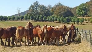 龙塞斯瓦耶斯Posada de Roncesvalles的一群马站在围栏旁边