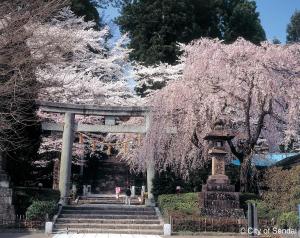 仙台高级绿色索维林酒店的公园里一座石门和楼梯,种植了樱花树