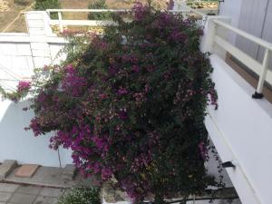 弗卢米尼马焦雷Chicco Frau appartamenti trattati con OZONO的阳台上的一大片紫色花丛