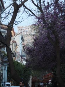 雅典SoHoAthine Apartment的城市街道上一棵紫色花的树