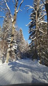 缅济莱谢Potoczek 19的一条有树木的雪覆盖的道路