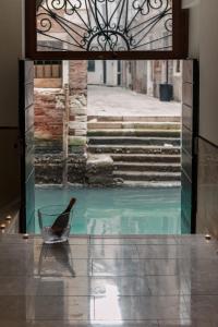 威尼斯查明帕莱斯科特德尔帝特洛公寓的鸟坐在水潭前的椅子上