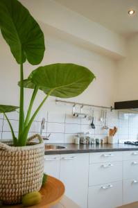 代尔夫特港口街公寓的篮子中种植了大绿色植物的厨房