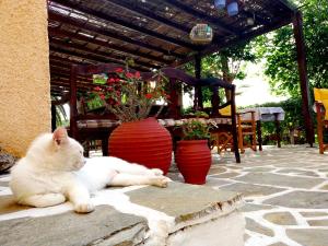 VagiaVagia Traditional的一只白猫躺在地上,紧挨着花瓶