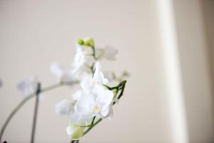 伊斯基亚国际酒店的花瓶里一束白色的花
