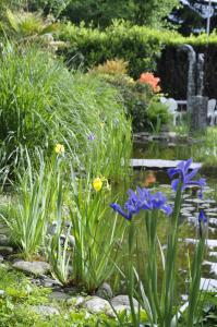 贝林佐拉德尔古斯托民宿的鲜花盛开的花园和带喷泉的池塘
