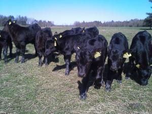 锡尔克堡Hytten的一群黑牛在田野里放牧