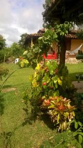米洛韦吉Pousada Sempre Viva的一群植物在房子前面