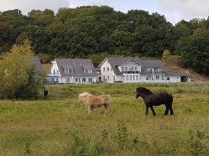 Klein ZickerFerienwohnung Bergholz的两匹马站在田野上,房子在后面