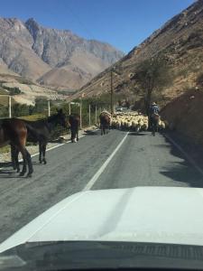 派瓦诺Cabañas Luna de Cuarzo, Cochiguaz的路上一群羊和马