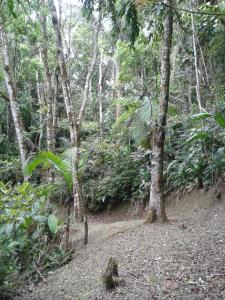 Turvo dos GóisPousada Recanto Águas Vivas的林中树木的泥土径