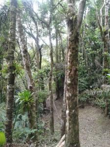 Turvo dos GóisPousada Recanto Águas Vivas的中间有高大的树木的森林