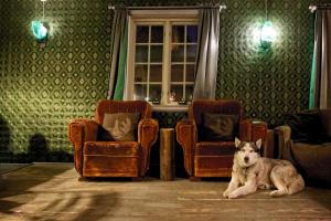 赫根尼斯海朗特尼特精品酒店的狗坐在带椅子的房间里