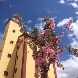 BelloMirador El Silo的一座建筑物前有粉红色花的树